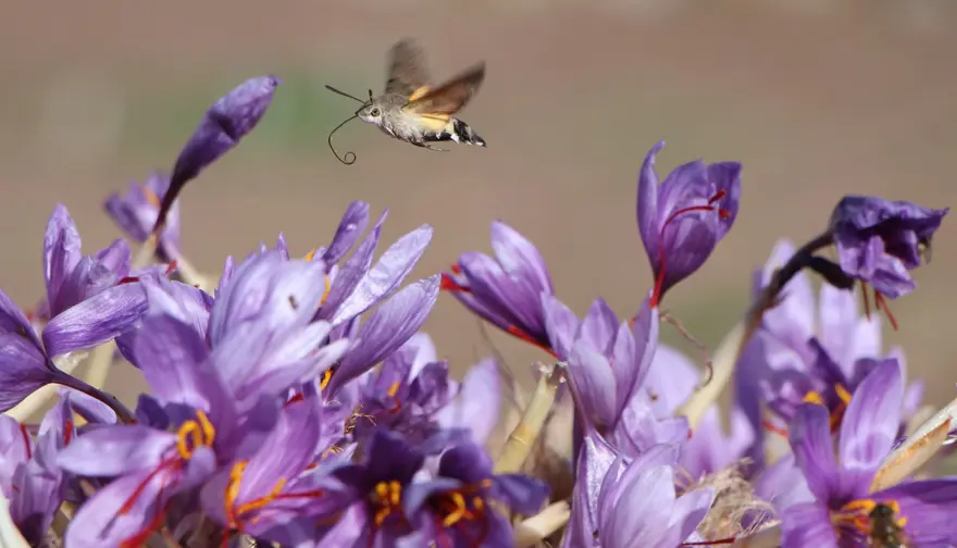 Dünyanın en pahalısı, ona "kırmızı altın" deniliyor: 1 gramı 500 TL 1 Dünyanın en pahalısı, ona "kırmızı altın" deniliyor: 1 gramı 500 TL 1