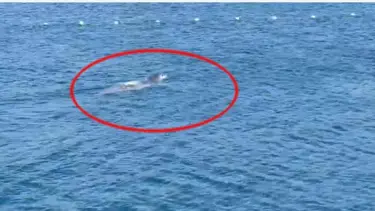 Bodrum'da otelin plajına gelen fok ilgi odağı oldu