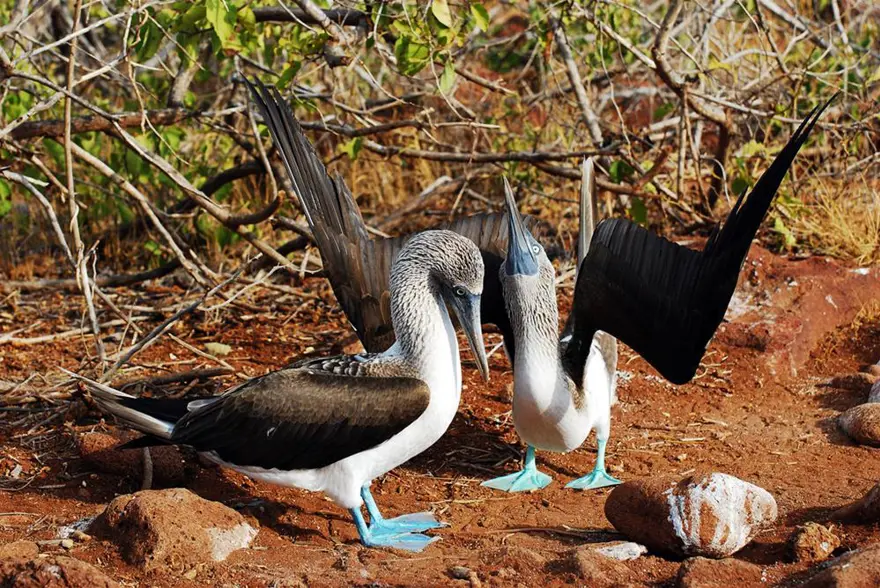 Darwin'in adasından kaçıyorlar 10