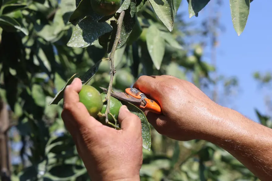 Tarlada fiyatı: 30 TL ile 40 TL arasında: Kuraklık etkiledi, rekolte kaybı var 3