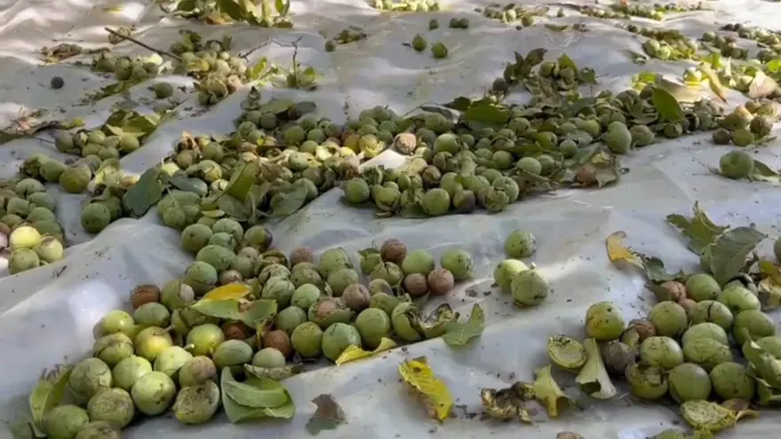 Kilosu 600 liraya kadar çıkıyor: Ünü dünya çapında, hasat başladı 3