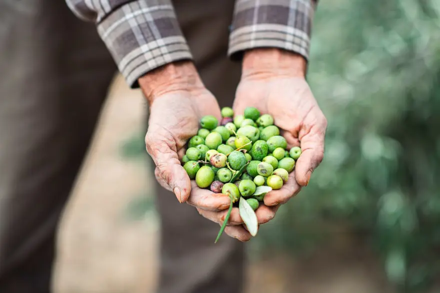 Bursa ve Balıkesir üretecek: Rekolte tahminleri açıklandı 2 Bursa ve Balıkesir üretecek: Rekolte tahminleri açıklandı 2