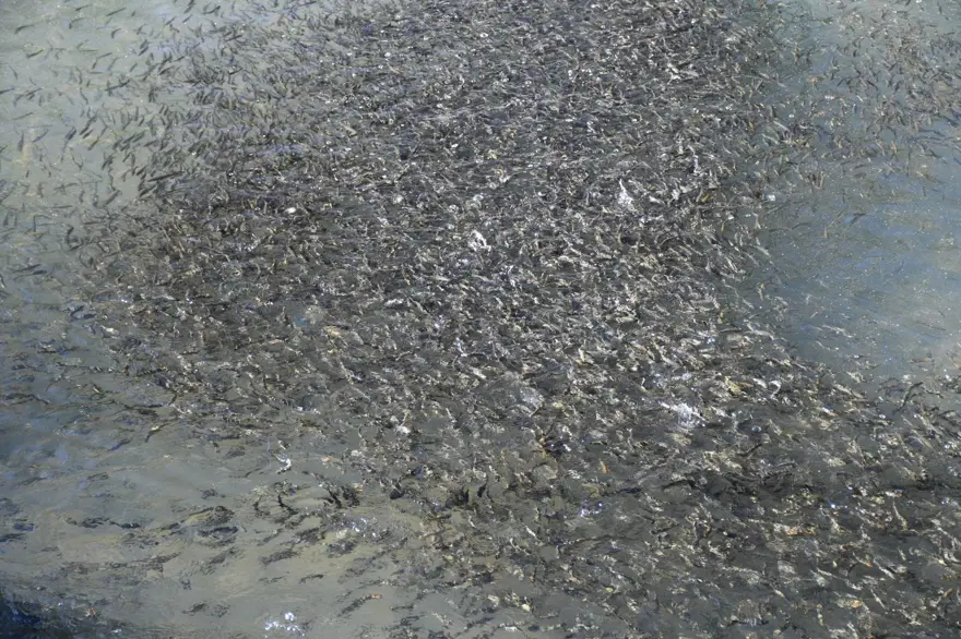 Sıfır noktasında 25 bin ton üretiyor: 5 aileye ekmek kapısı oluyor 3