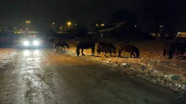 Aç kalan yılkı atları şehir merkezine indi