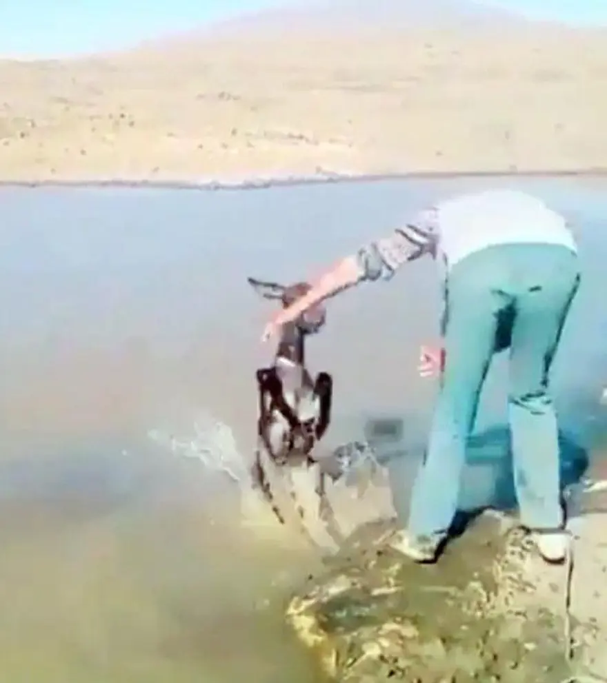 Sıpaya eziyet eden 2 kişiye 947'şer lira ceza 3 Sıpaya eziyet eden 2 kişiye 947'şer lira ceza 3