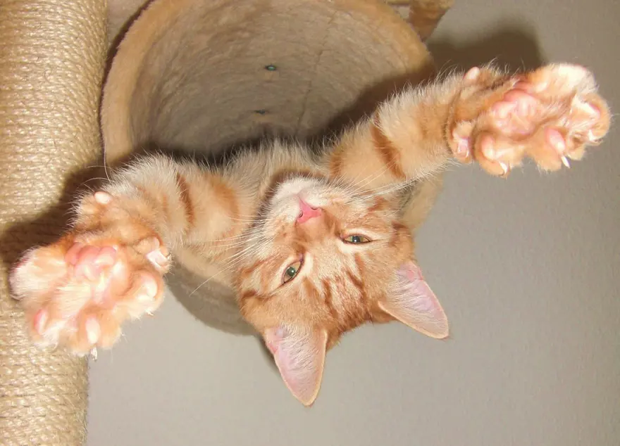 İnternetin yeni fenomenleri 82