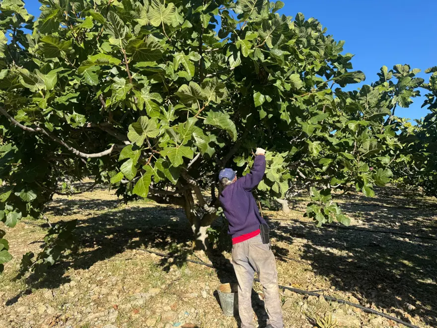 1 ay gecikmeli olgunlaştı: Hasatta sona gelindi ama verim düşük 7 1 ay gecikmeli olgunlaştı: Hasatta sona gelindi ama verim düşük 7
