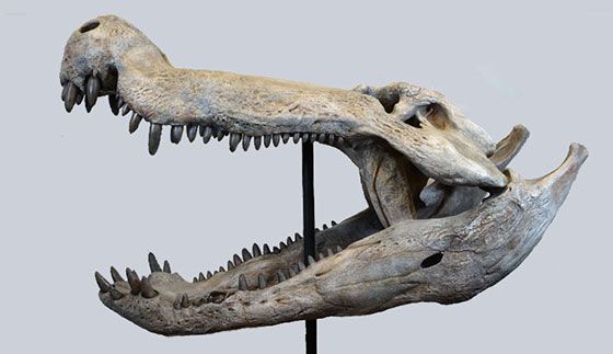 Devlerin avcısı: Dinozorlarla beslenen timsah keşfedildi