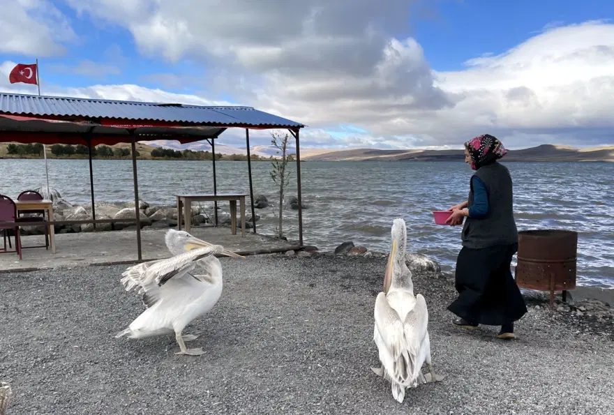 Ardahan'da balıkçı ailenin sahiplendiği iki pelikan göç etmedi 6