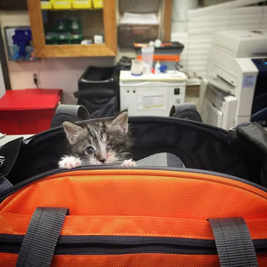 Hayatını kedileri kurtarmaya adadı 307