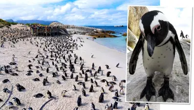 Nesli tükenme tehdidindeki 63 Afrika pengueni arı saldırısında öldü