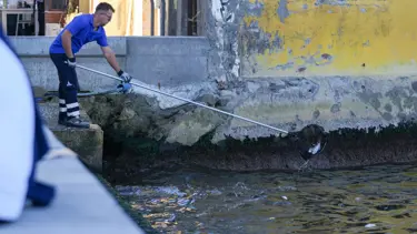 İzmir Körfezi'nde balık ölümleri sürüyor