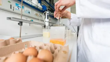 Avrupa'daki böcek ilaçlı yumurta skandalı bir ülkeye daha sıçradı