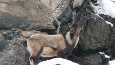 Dağ keçileri, bakteri yüzünden ölmüş