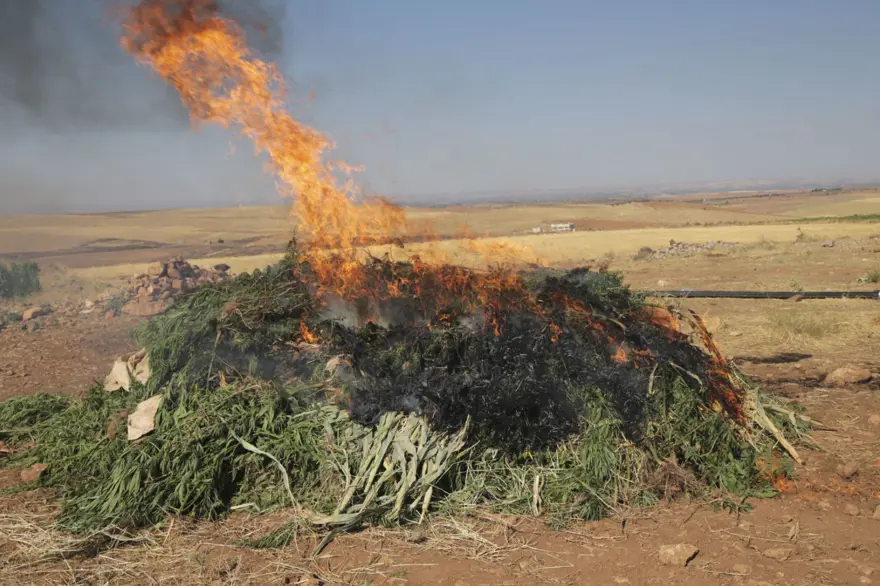 Mısır tarlasından 190 bin kök Hint keneviri ve 415 kilo esrar çıktı 15
