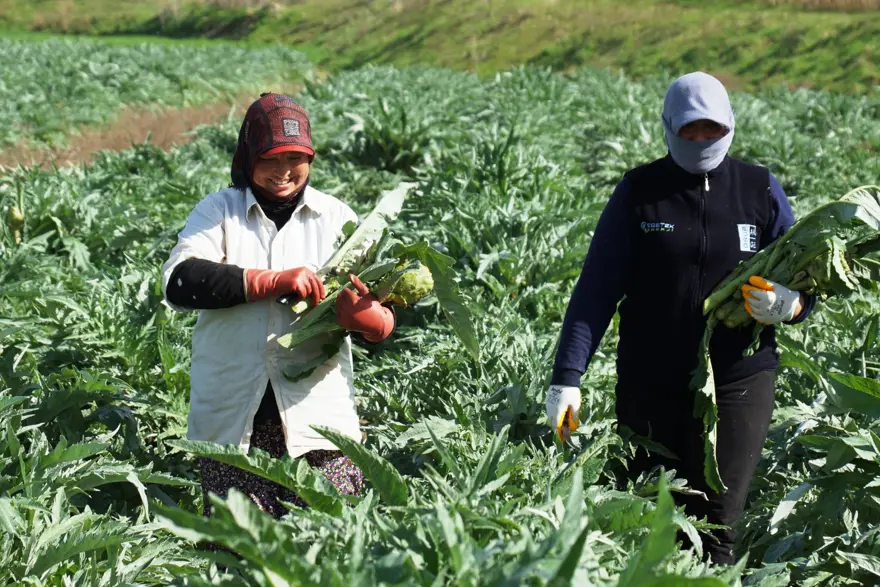Enginarda soğuğa karşı seferberlik ilan edildi 8 Enginarda soğuğa karşı seferberlik ilan edildi 8