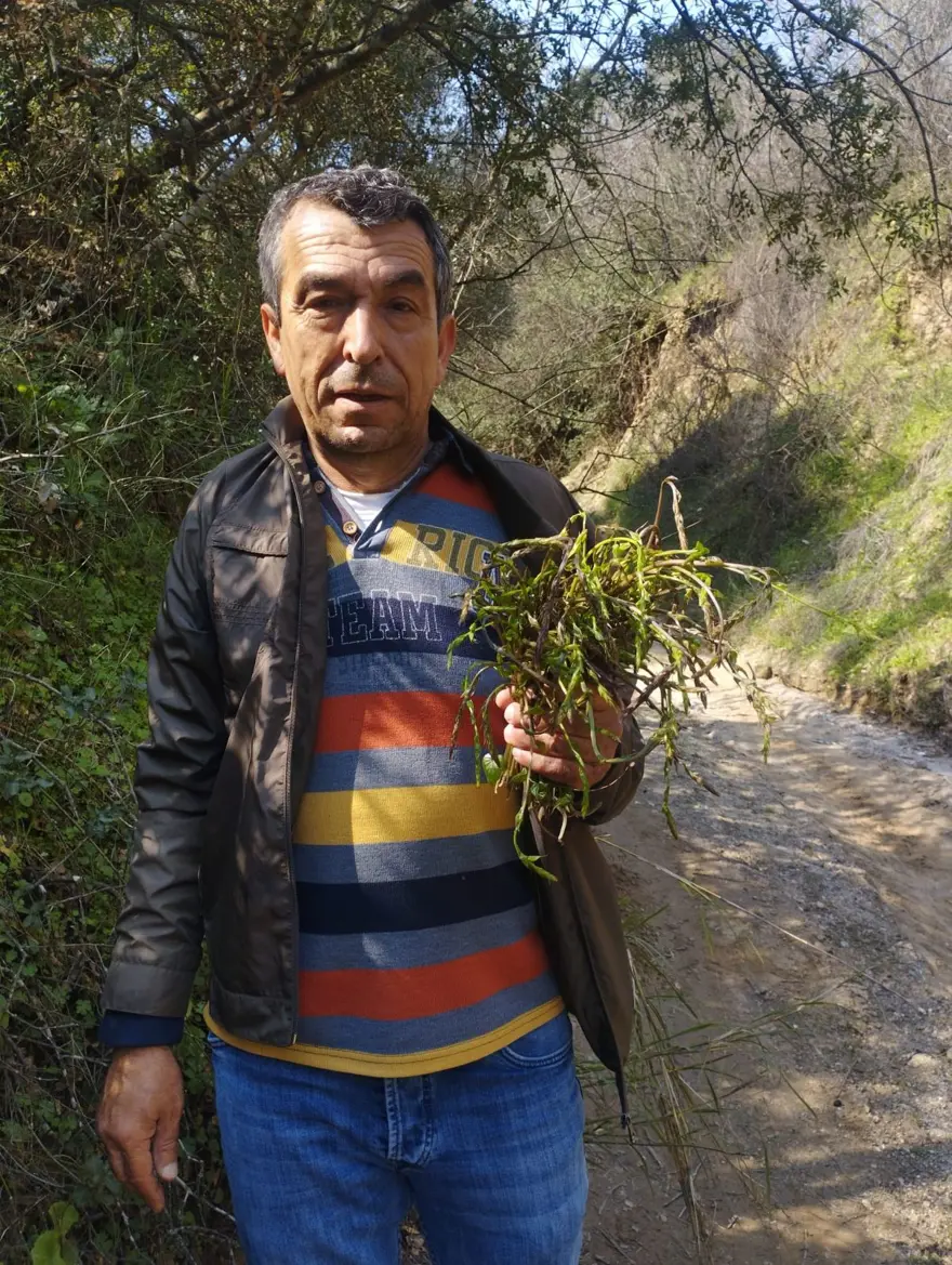 Herkes ona "acı ot" diyor: Kedirgen ve sarmaşıklar topraktan çıktı, 2 ayrı türde yemeği yapılıyor 3