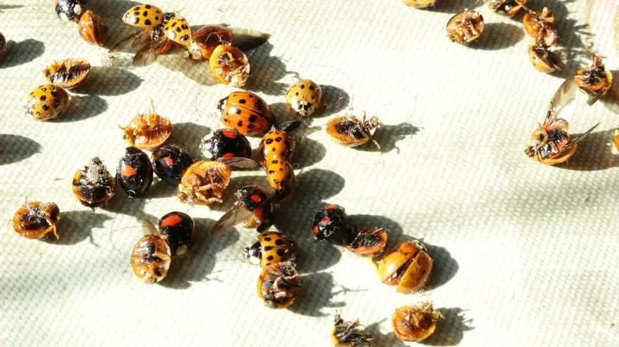 ‘UĞUR BÖCEĞİ GÖRDÜĞÜNÜZ İÇİN SEVİNİN’ 2