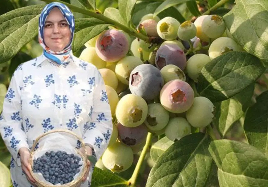 Doğadaki en güçlü antioksidan! Yüksek asitli topraklarda yetişiyor, 19 farklı çeşidi var 