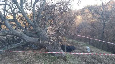 Kestiği ağacın altında kalarak can verdi
