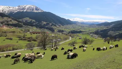 'Sakin şehir' Şavşat ilkbaharda bir başka güzel