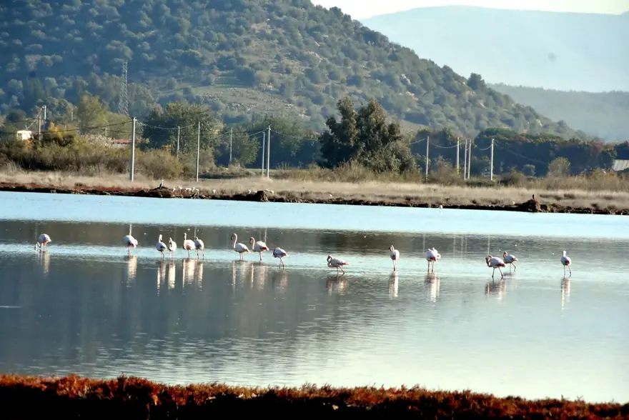 Tuzla Sulak Alanı'na flamingo akını 4