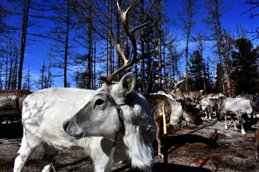 Moğolistan'da ıssızlığın ortasındaki bir avuç Türk: Duhalar 20