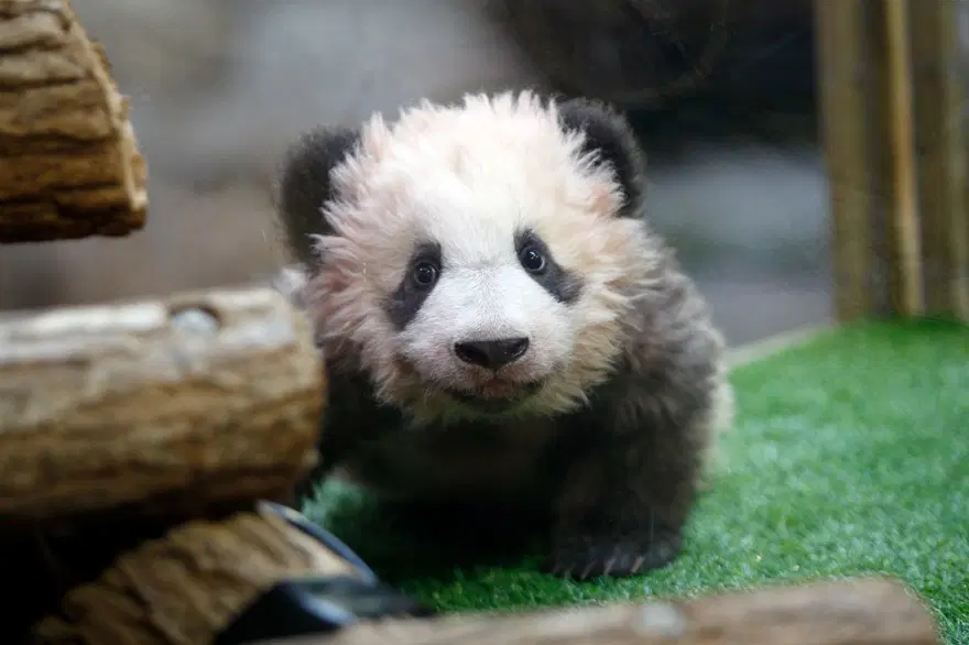 Fransa'da doğan ilk panda Yuan Meng'e uzun yol görevi: Neslini devam ettirecek 16 Fransa'da doğan ilk panda Yuan Meng'e uzun yol görevi: Neslini devam ettirecek 16