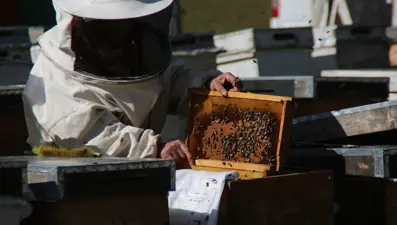 Anzer balında küçükbaş tehdidi