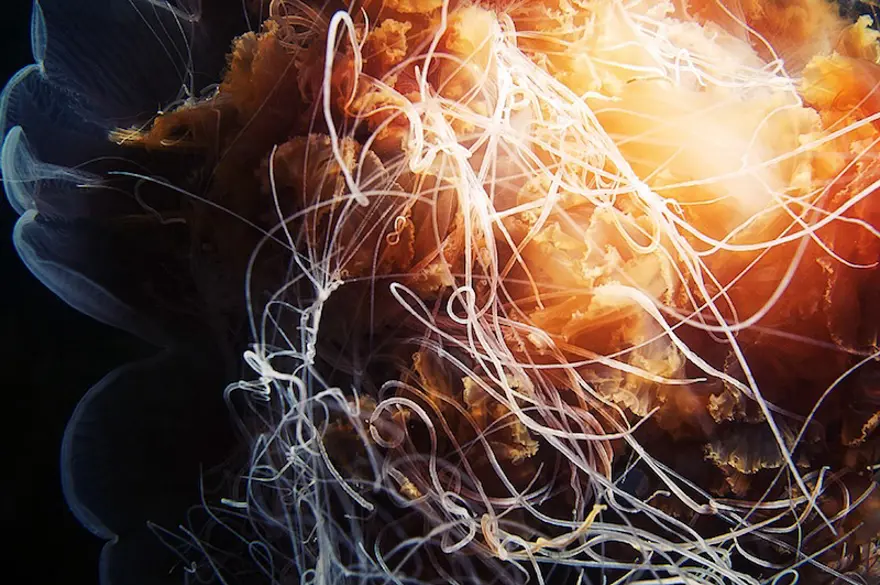 Beyaz Deniz'in harikaları 63