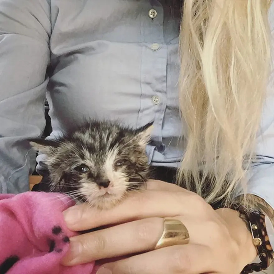 Hayatını kedileri kurtarmaya adadı 294