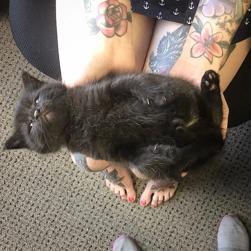 Hayatını kedileri kurtarmaya adadı 161