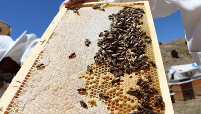 Arı ölümleri artınca nedeni araştırıldı yalancı bahar arıları vurdu