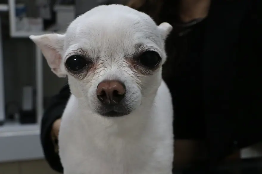 Gece horlamasıyla sahibini uyutmayan "Mini" 