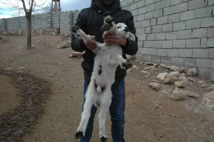 Diyarbakır'da 6 ayaklı doğan kuzu görenleri şaşırtıyor 2 Diyarbakır'da 6 ayaklı doğan kuzu görenleri şaşırtıyor 2