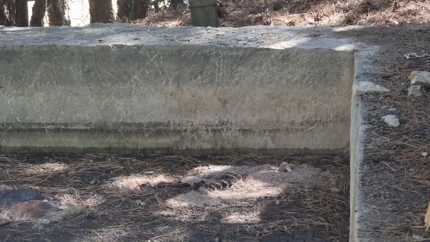 Kütahya’da 13 köpek sulama havuzunda ölü bulundu 2 Kütahya’da 13 köpek sulama havuzunda ölü bulundu 2