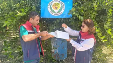 Aydın’da Akdeniz meyve sineği ile mücadele