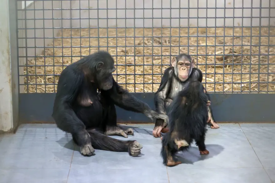 Şempanze Can yeni doğan kardeşi sayesinde annesiyle buluştu 15