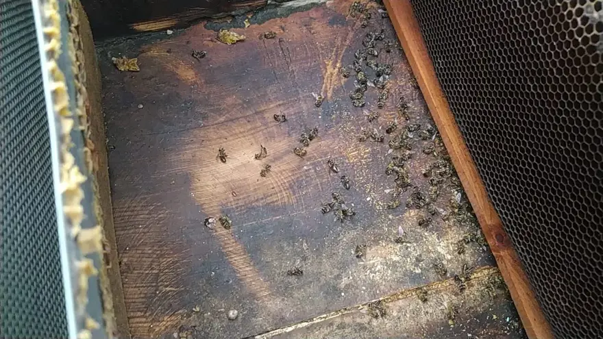 Adana'daki arı ölümleri üzerine inceleme başlatıldı 5 Adana'daki arı ölümleri üzerine inceleme başlatıldı 5