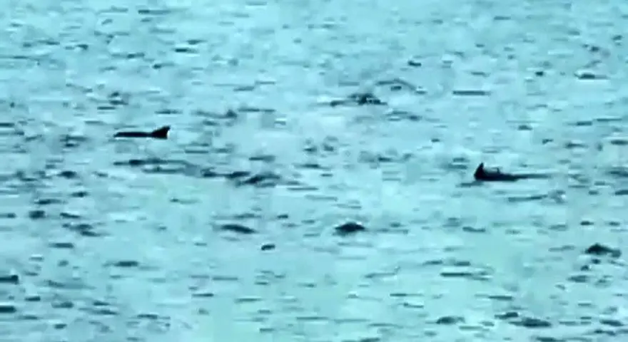 Tekirdağ'da yunuslar denizde dans etti 