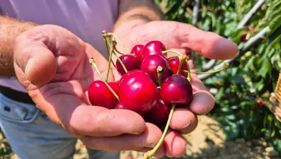 3 bin ton rekolte beklentisi: Kirazda kalite yükseldi