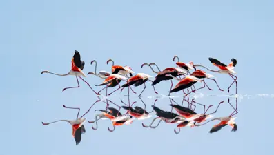 Kuraklık flamingo cennetini de vurdu