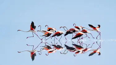 Kuraklık flamingo cennetini de vurdu