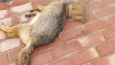 Kaldırımda ölü tilki bulundu
