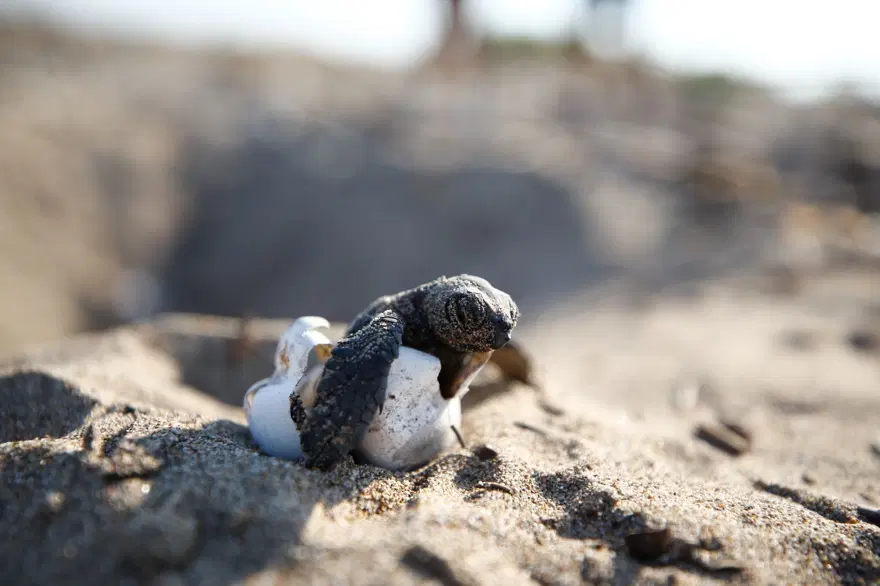 Caretta carettalar yumurtalardan çıkmaya başladı | Akdeniz’leilk buluşma 2