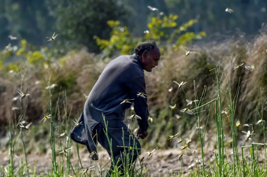 Çekirge istilası uyarısı: 20 kat daha büyük 13