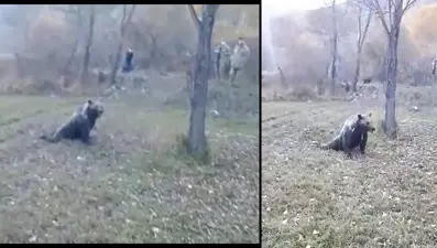 Köye inen bozayı için 'iğneli' operasyon