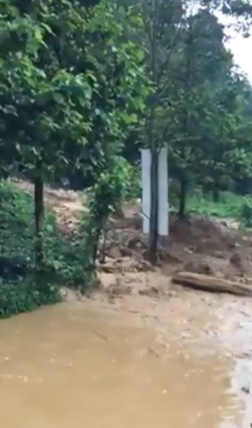 ÇAY BAHÇESİNDE MAHSUR KALDILAR 7