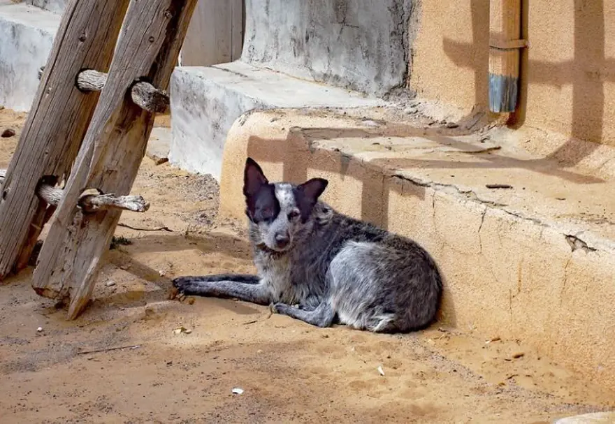 Sosyal medya gündeminde 4 Nisan Dünya Sokak Hayvanları Günü var: Dünya Sokak Hayvanları Günü mesajları 4