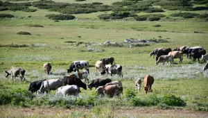 Asırlardır en büyük geçim kaynağı: Eşsiz doğa manzarasına sahip
